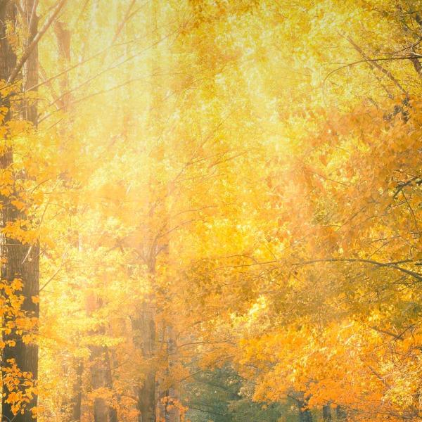 🐲ཀོ搞钱要紧🐲