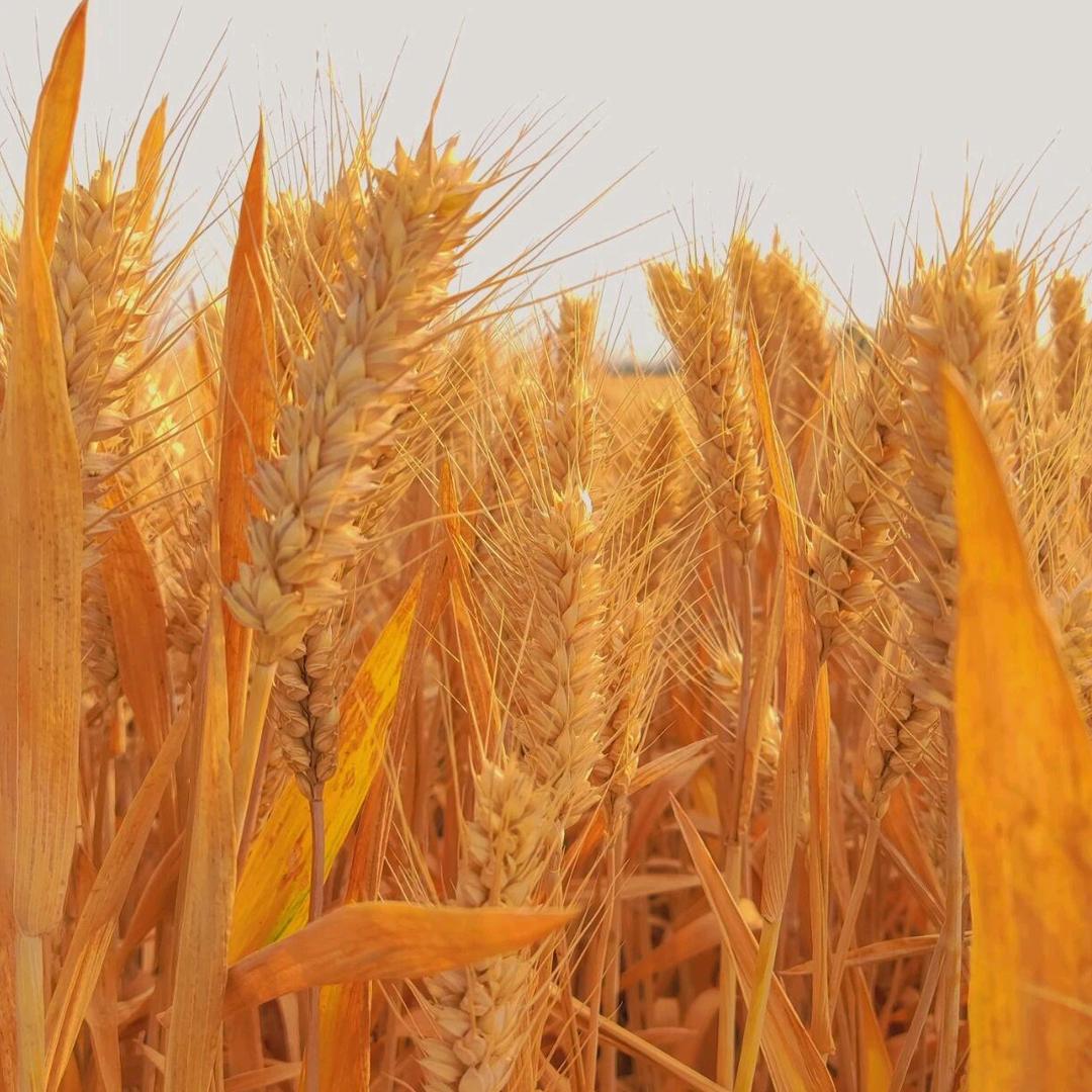 君耕助农创增收