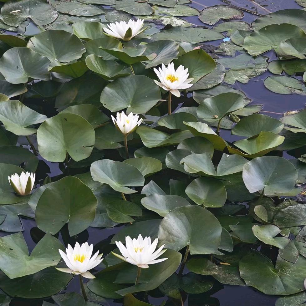 Variable–小懒
