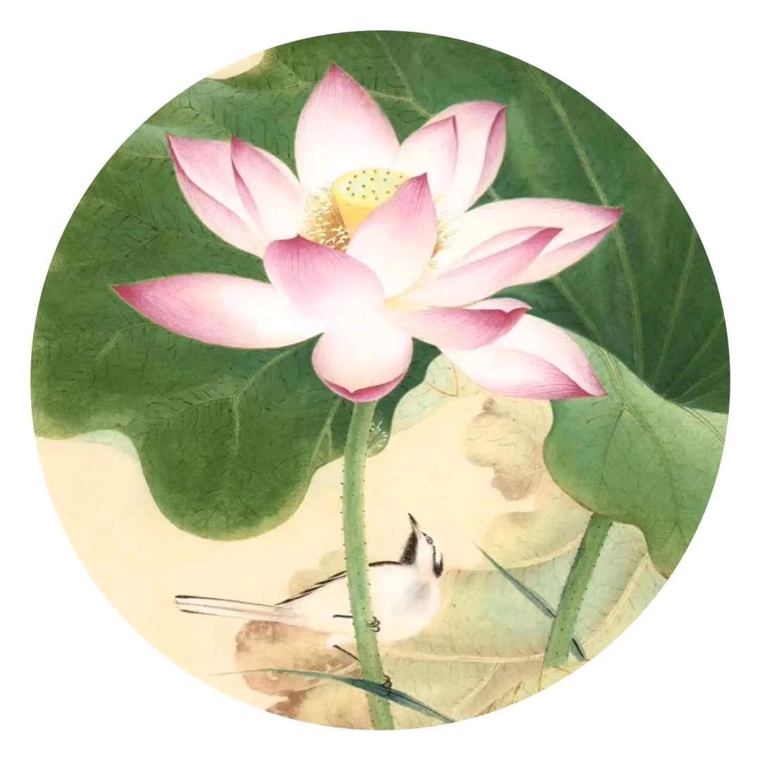 尘世净莲