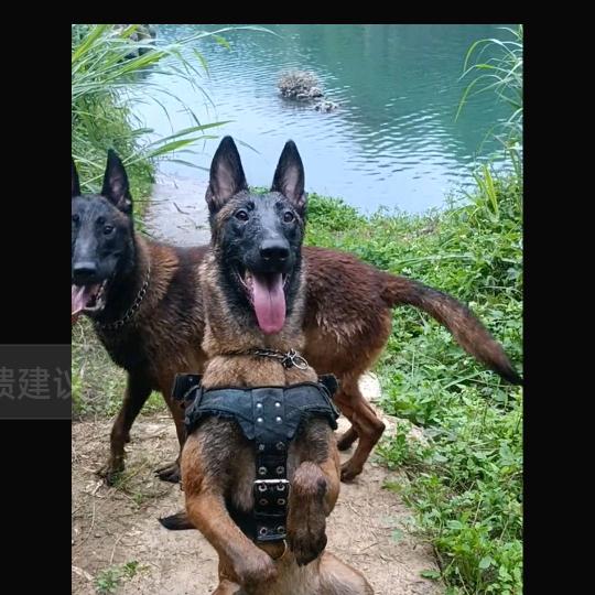 逗乐毛孩俱乐部