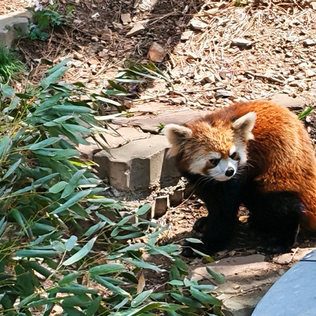 O椰