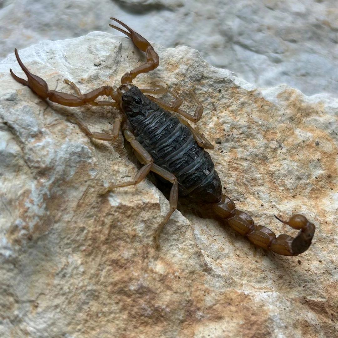 蝎子李蝎子批发与零售