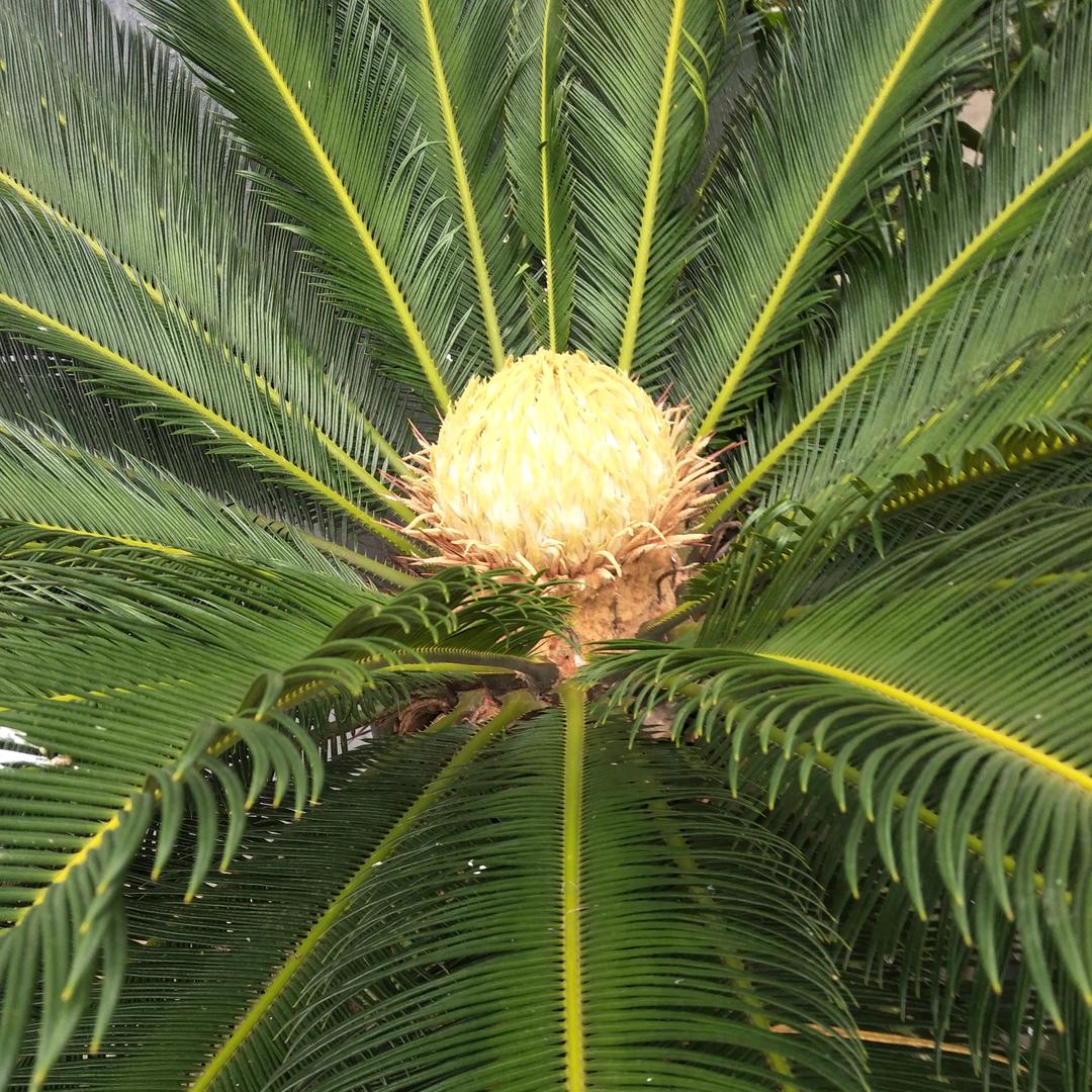 知青(ಡωಡ)