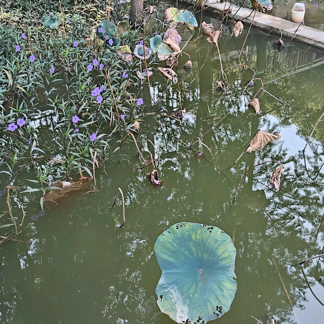 广西狼兵