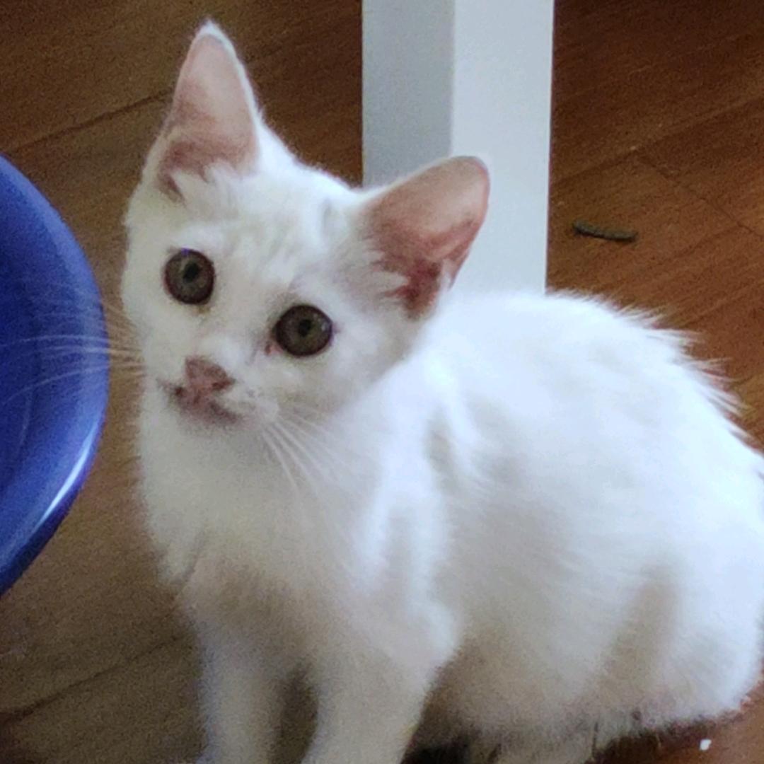 小白咪咪