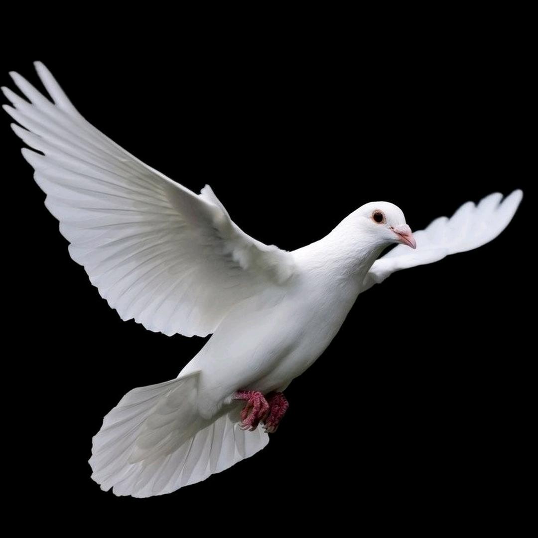 @金其  鸽子🕊琪琪