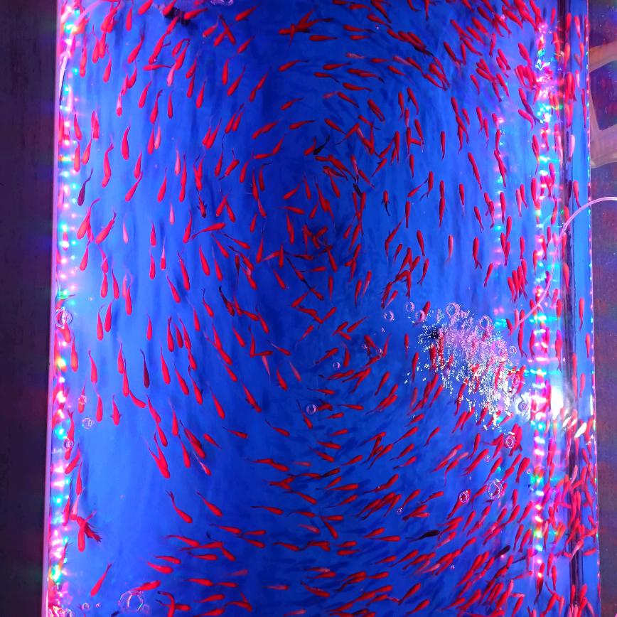 律政