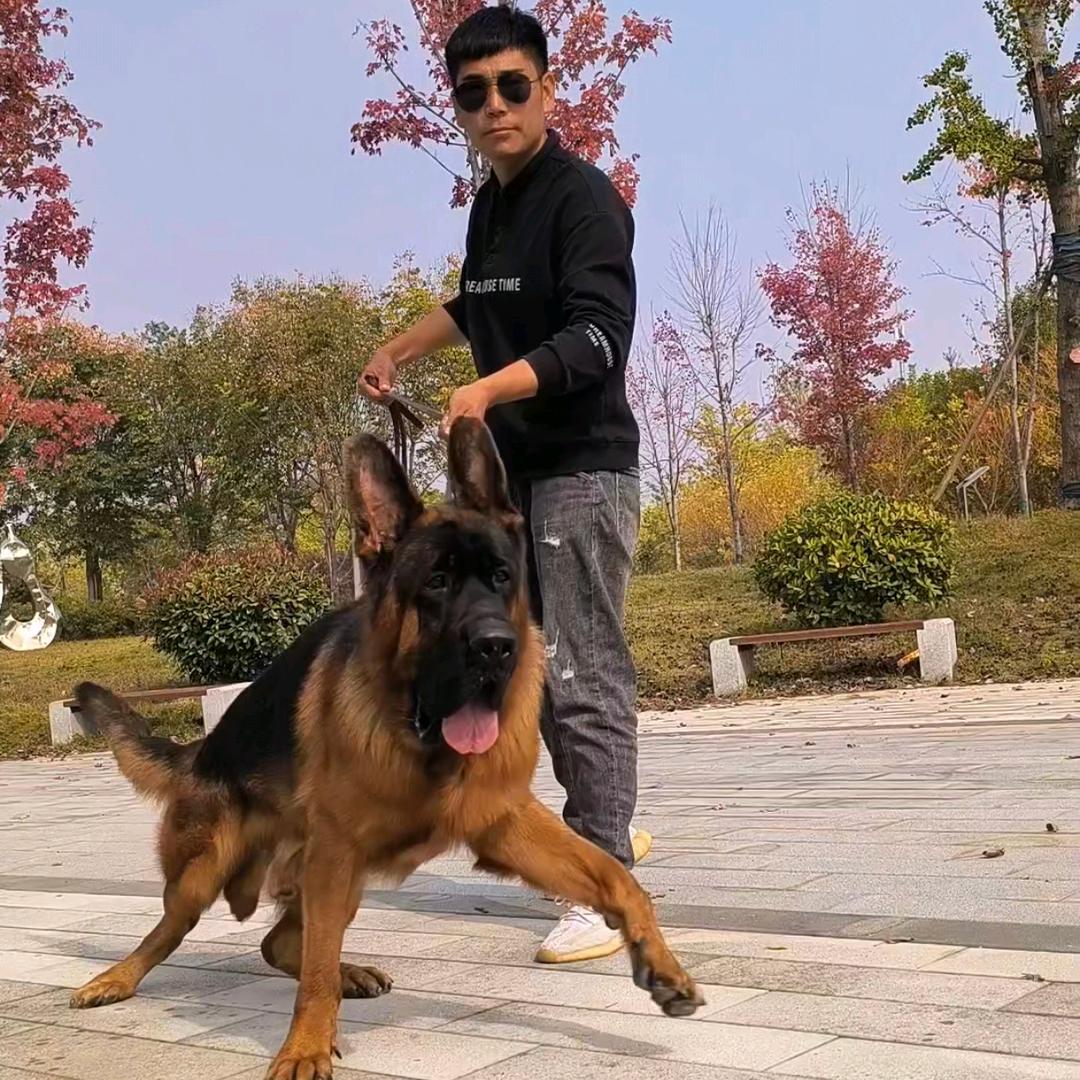 小伟高端德牧