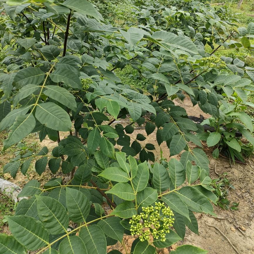 陈陈陈
