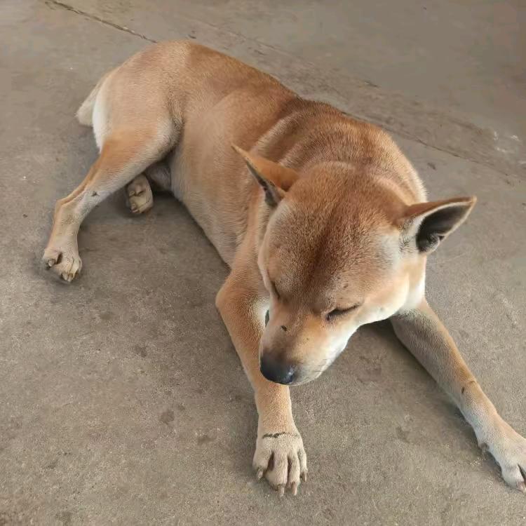 老韦广西河池土猎犬