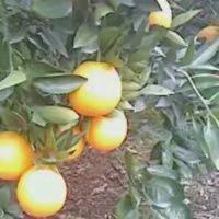 工仔农村——绿色水果