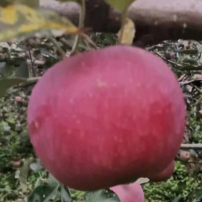 盐源彩源土特产店