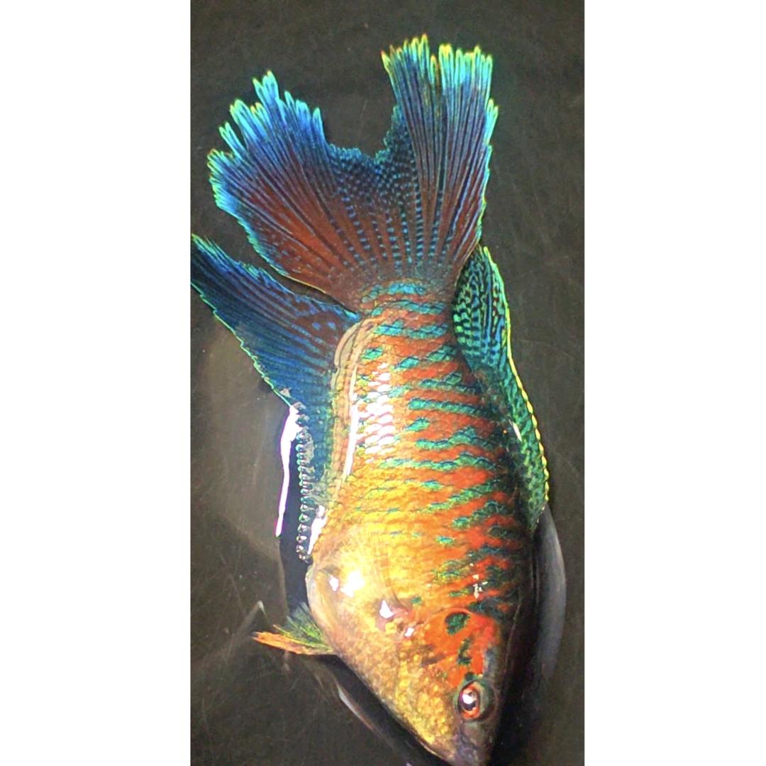 新新斗鱼馆