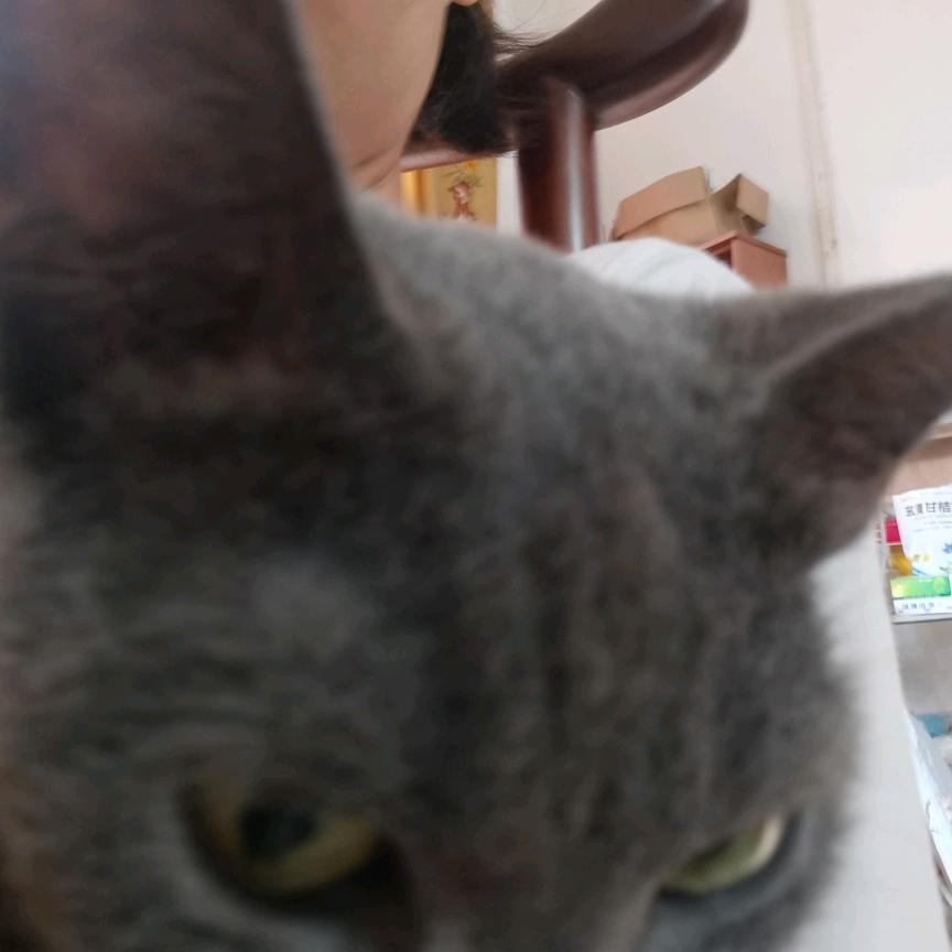 阿陈陈