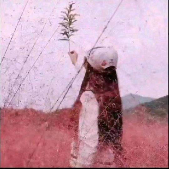 碧夏
