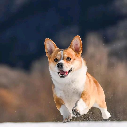 闰土