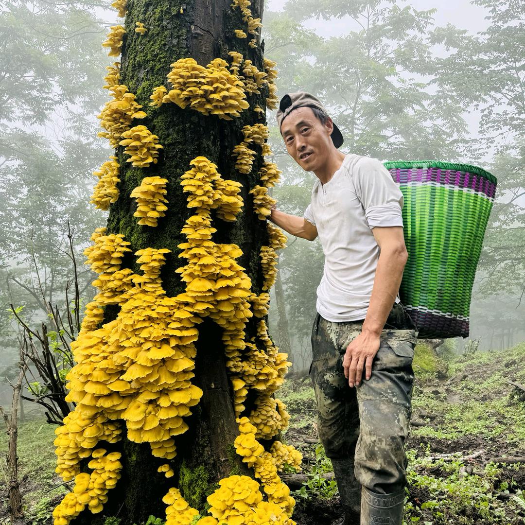 阳仔山货庄