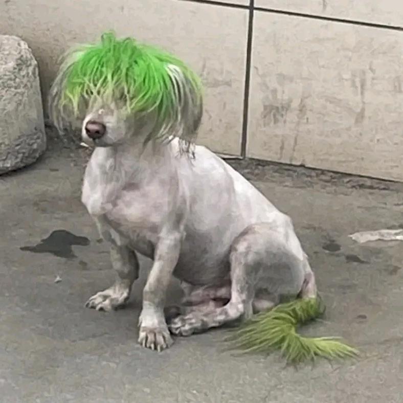 梦幻西游绿毛