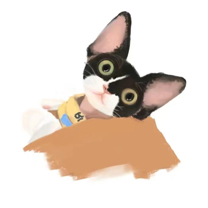 小布布猫德文猫舍🐷页