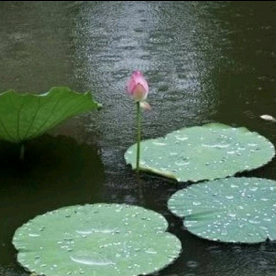 雨荷初夏