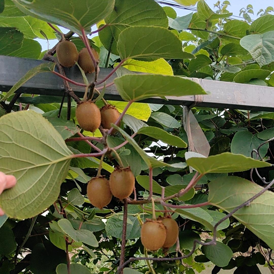 肥肠
