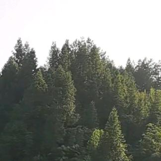 酸梅