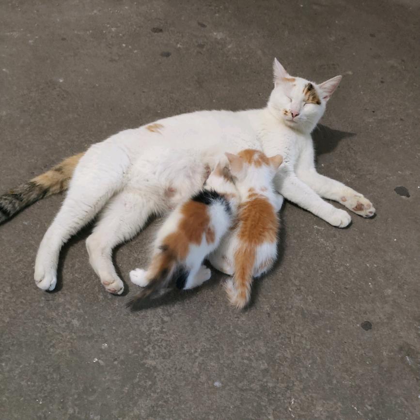 正义