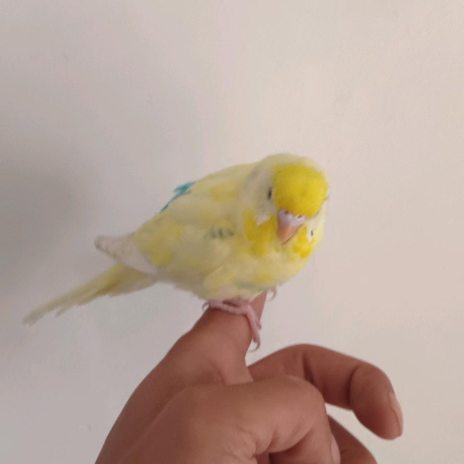 大叔