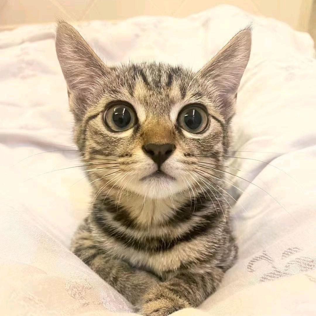 阳光（聊天卖货）