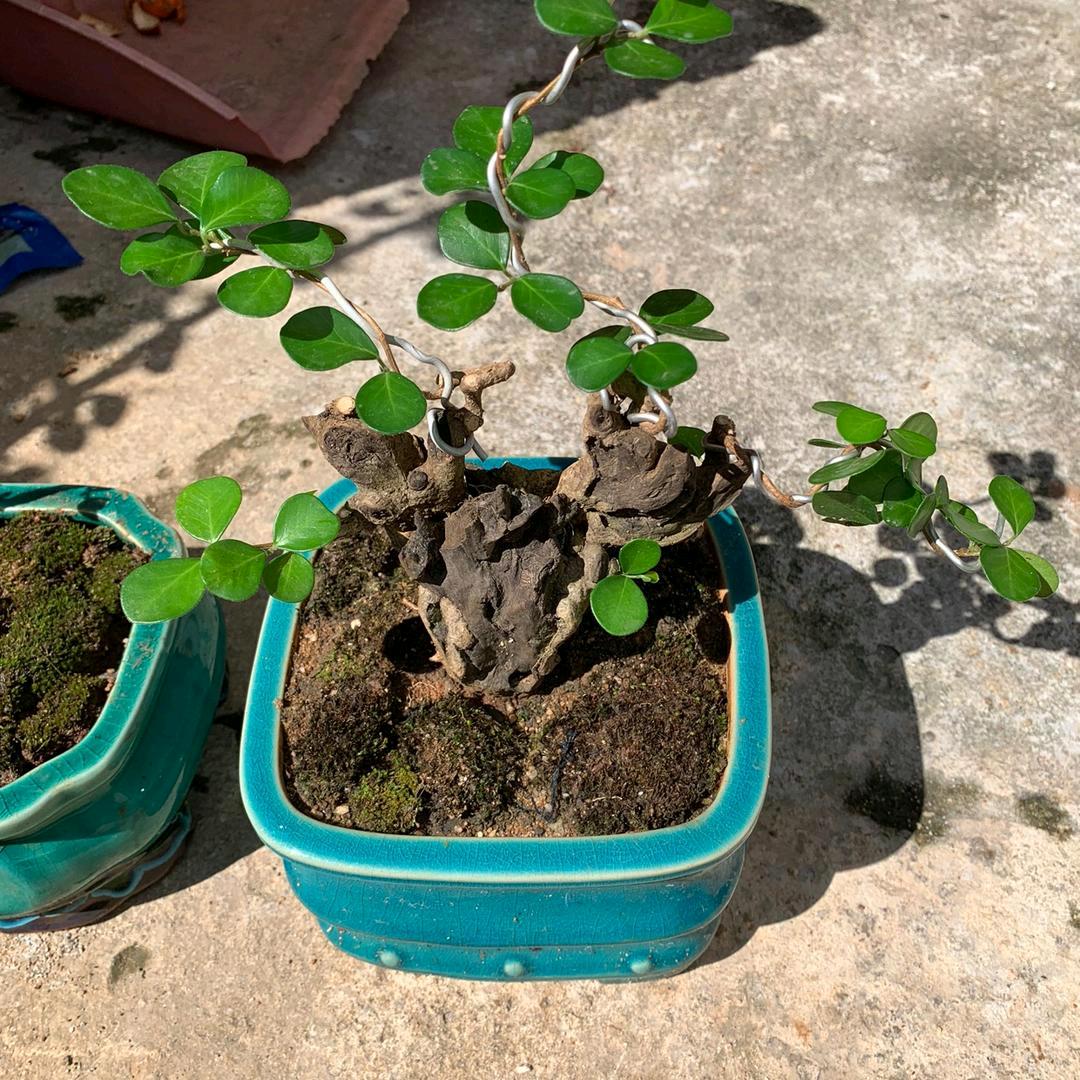 海南小二盆景素材