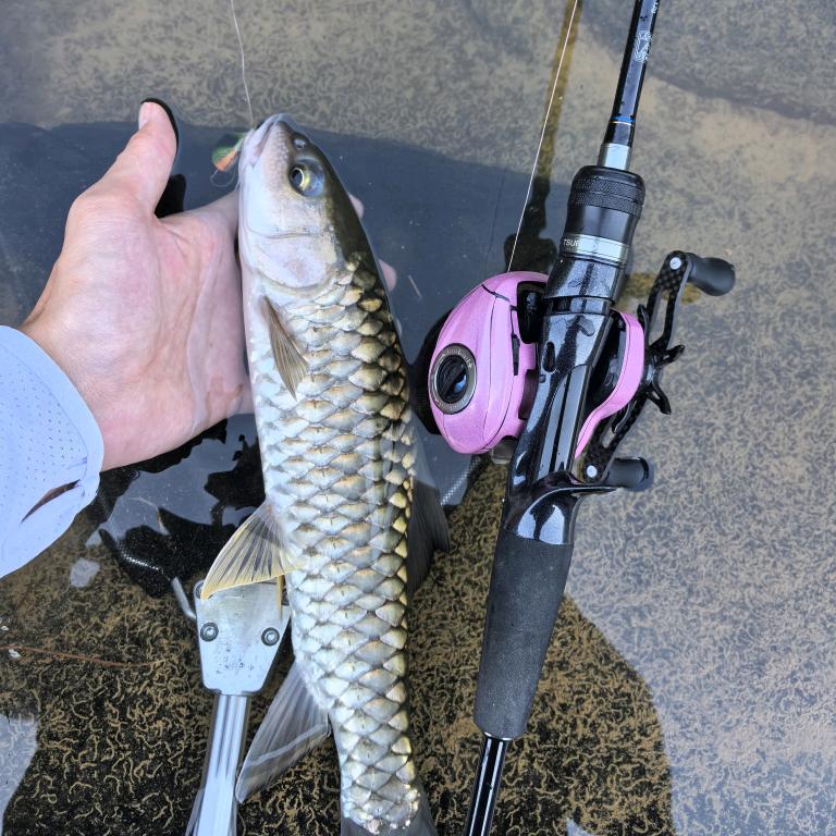 🎣钓不到军鱼的龟佬🐢