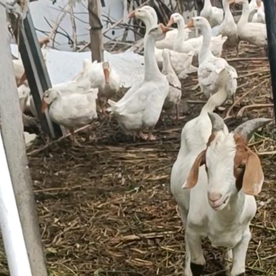 批发零售鸡鸭鹅鱼