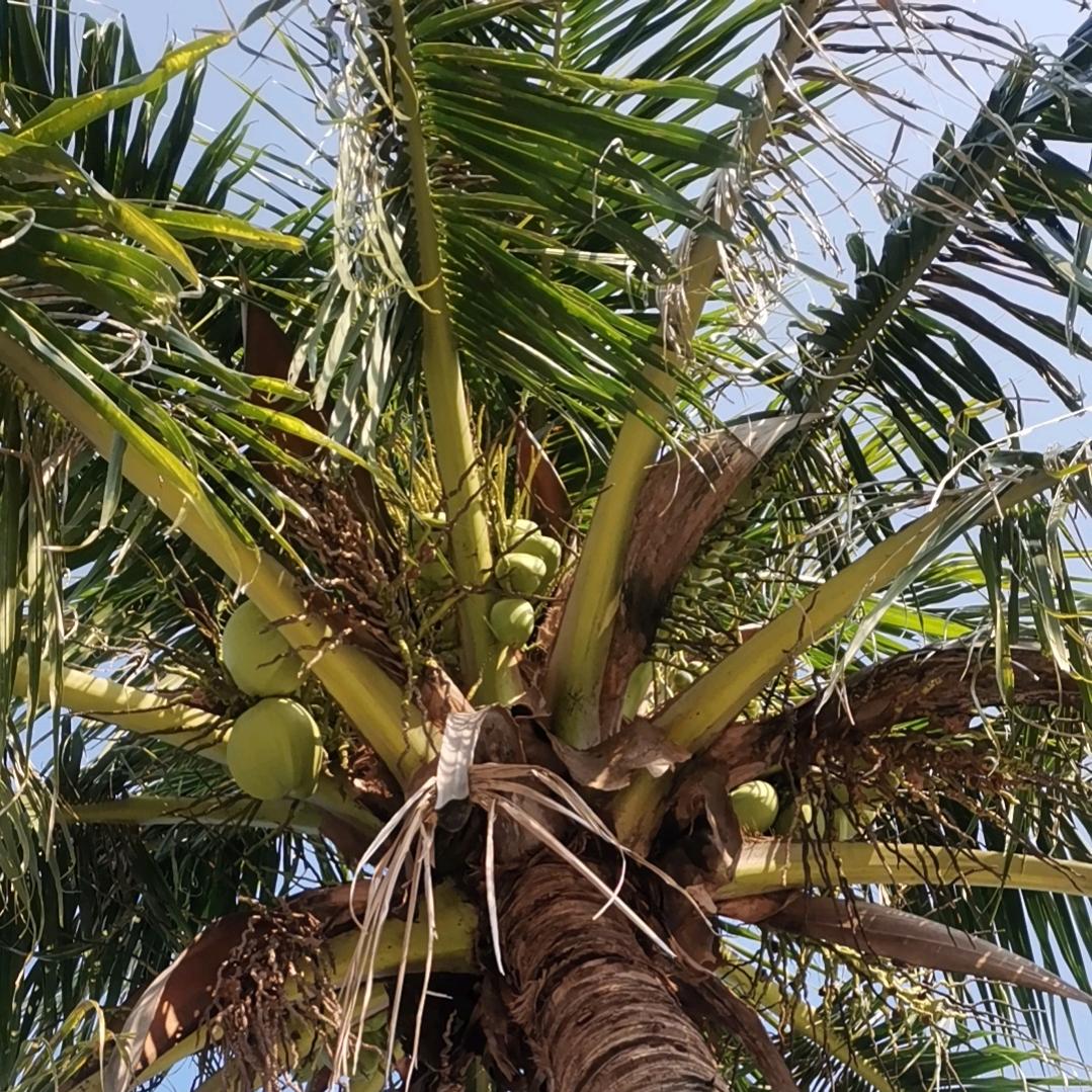 善民阁茶餐厅宠粉号