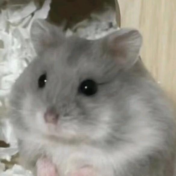 烁峰爱鼠鼠吖~~—(🐭•﹏•🐹)