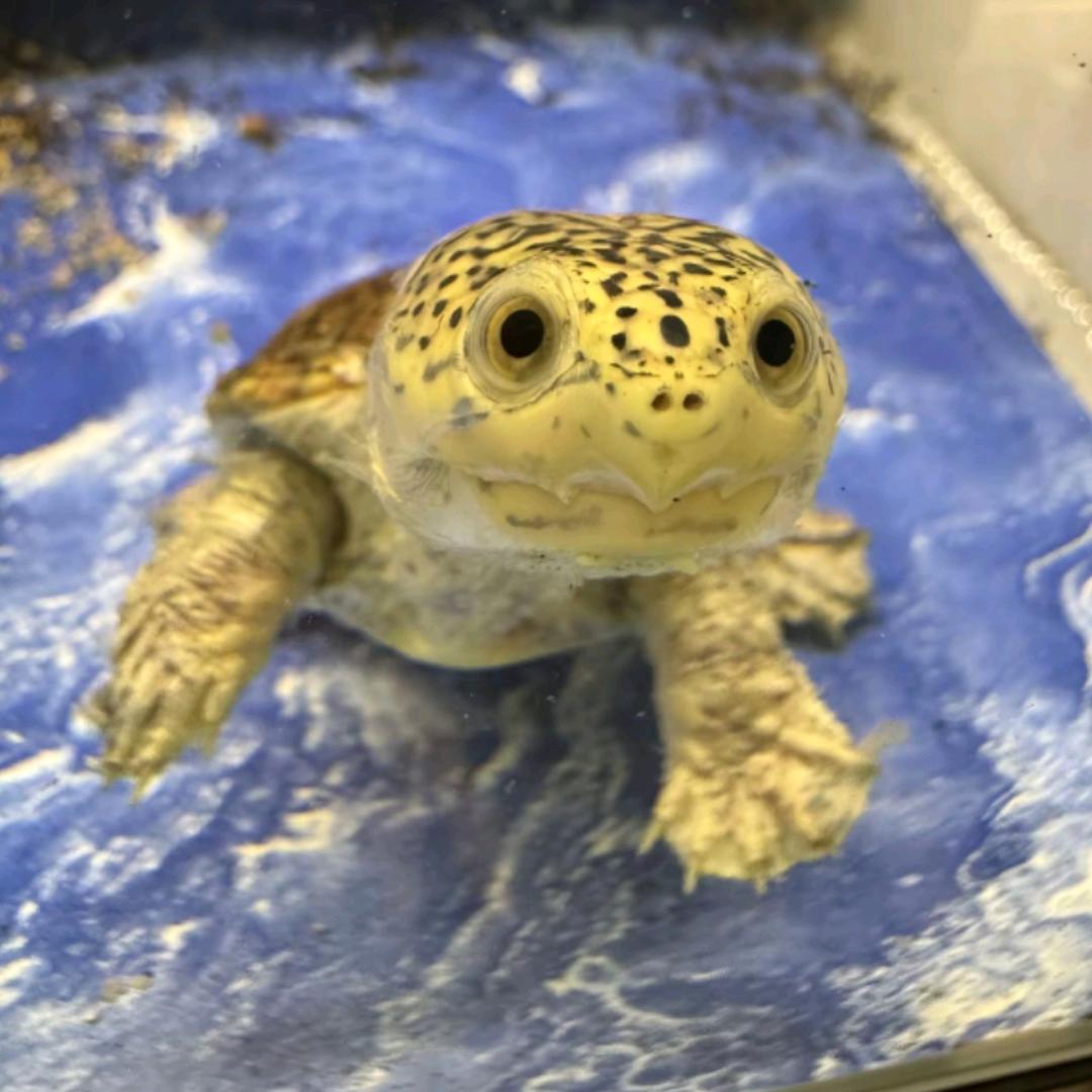 👑听风