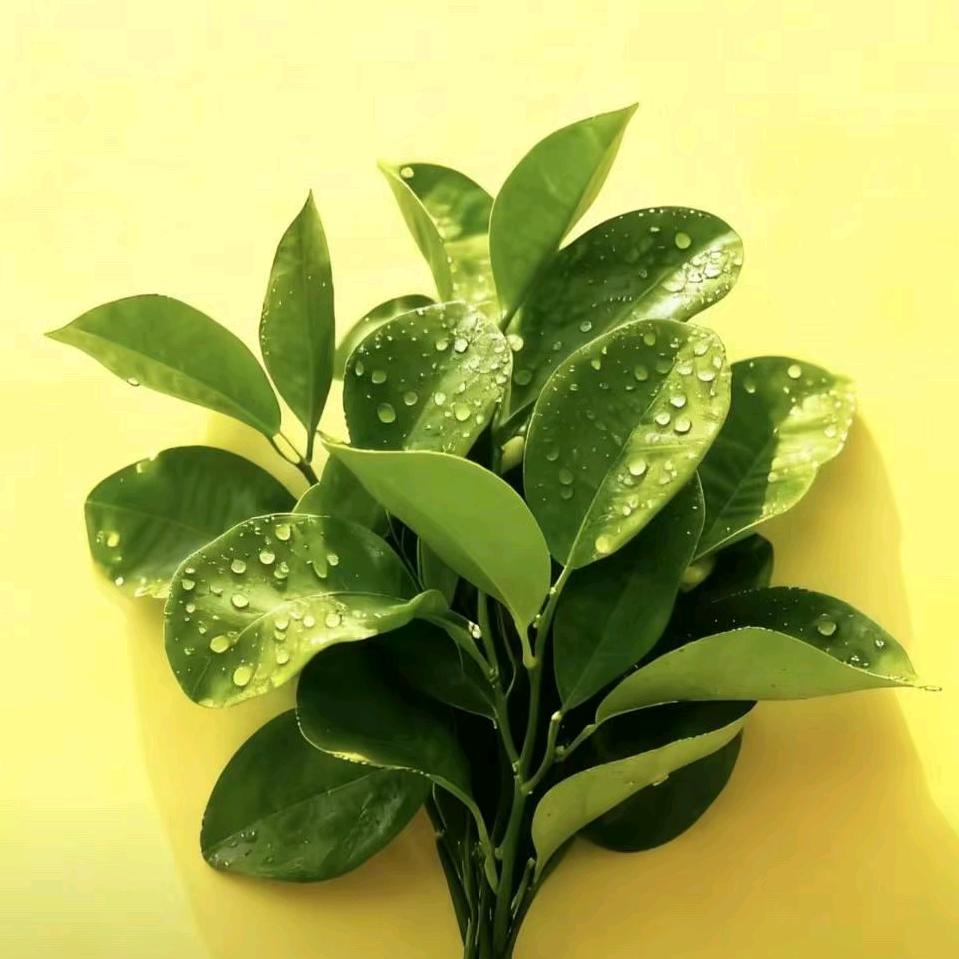 💎上善若水💎