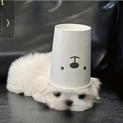 爱丽丝