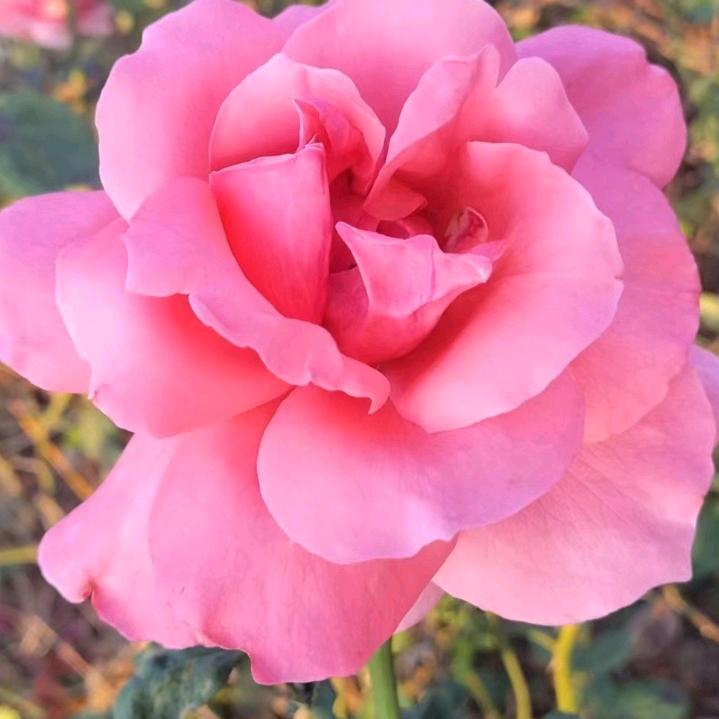 用户4685665019705天天开心