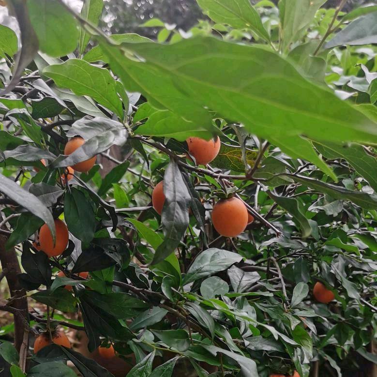 📯鹫