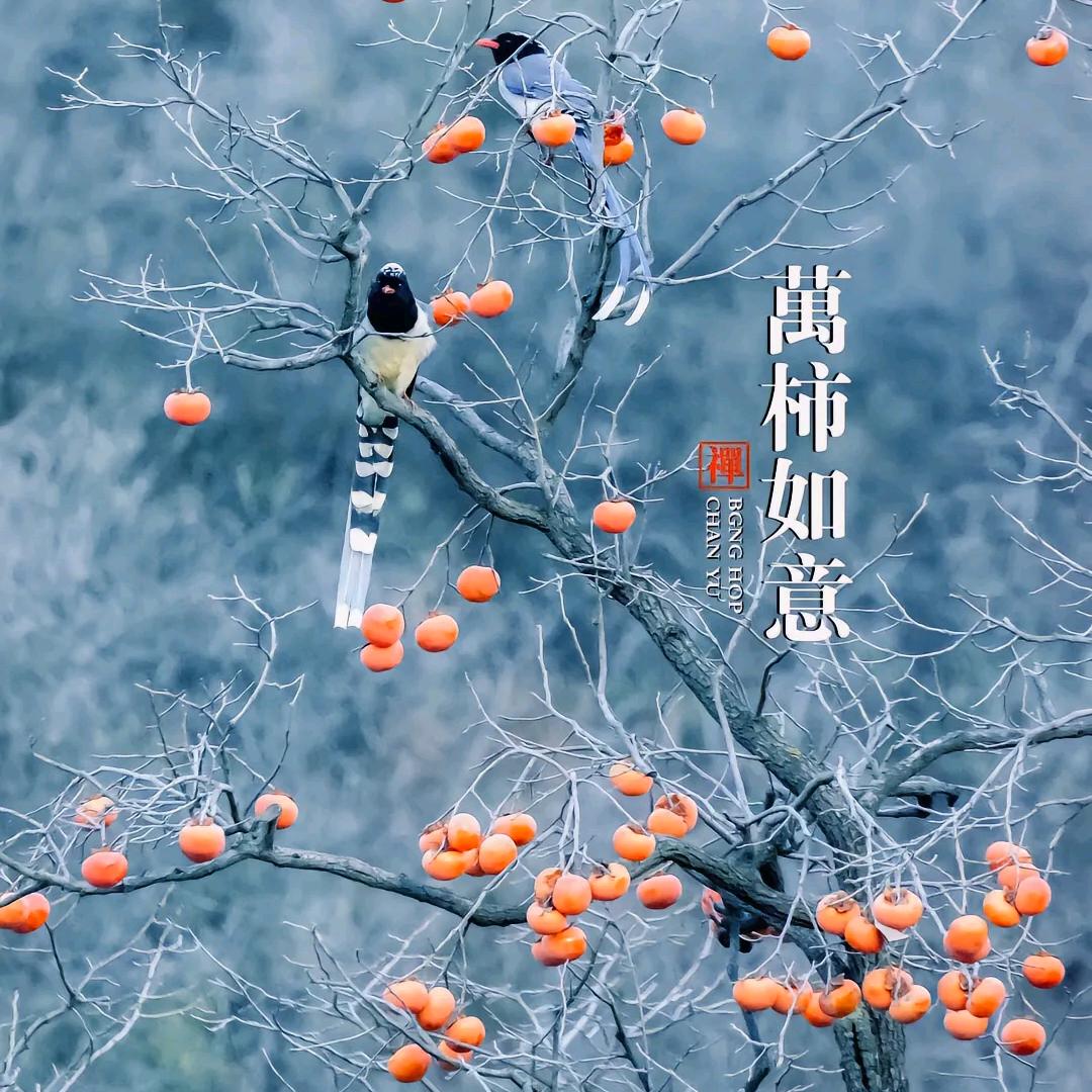 柿子先生512