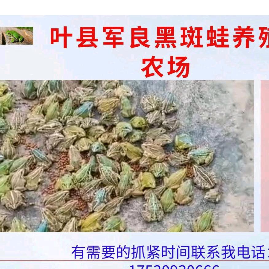 叶县军良黑斑蛙养殖农场