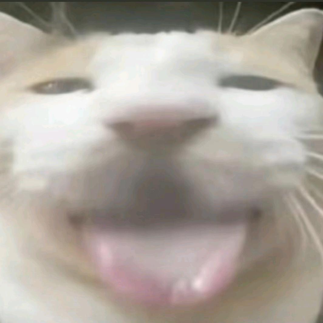 🐾么凹猫