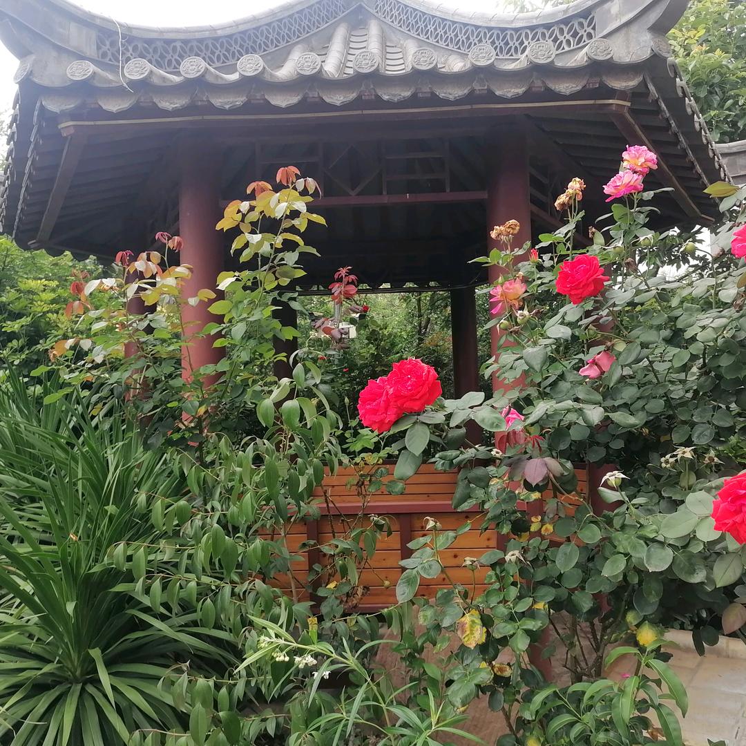 落叶知秋