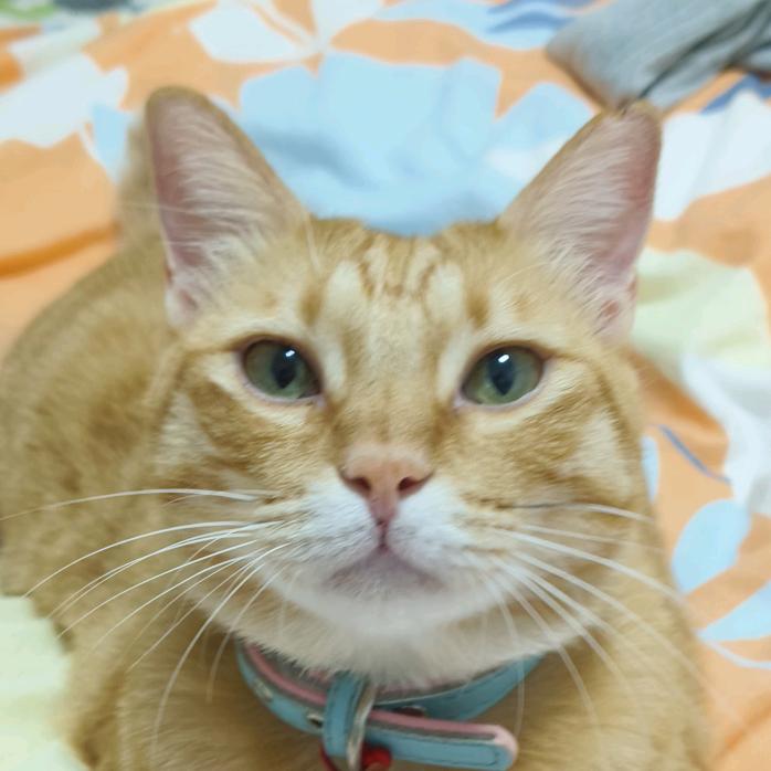 小橘猫要吃饭