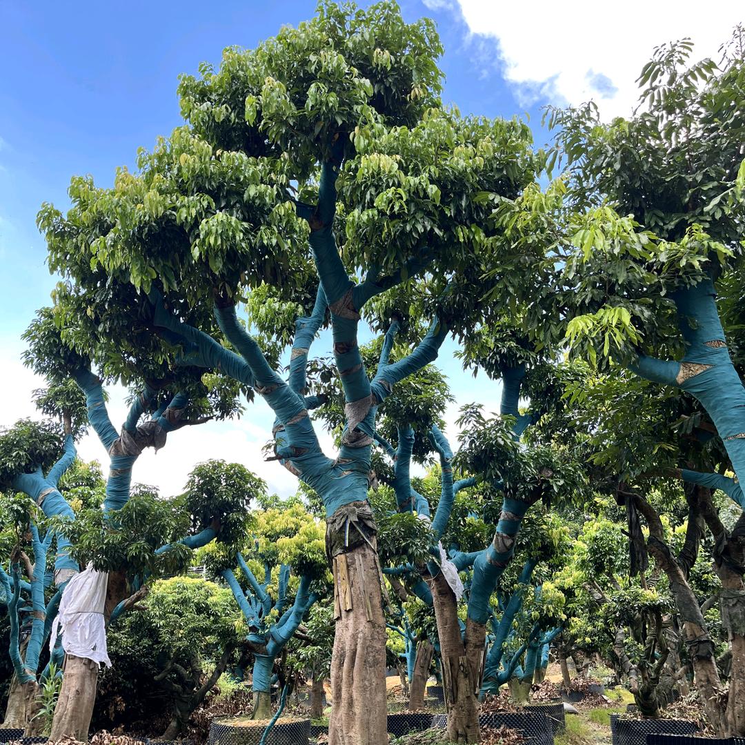 广州从化荔枝果树种植场
