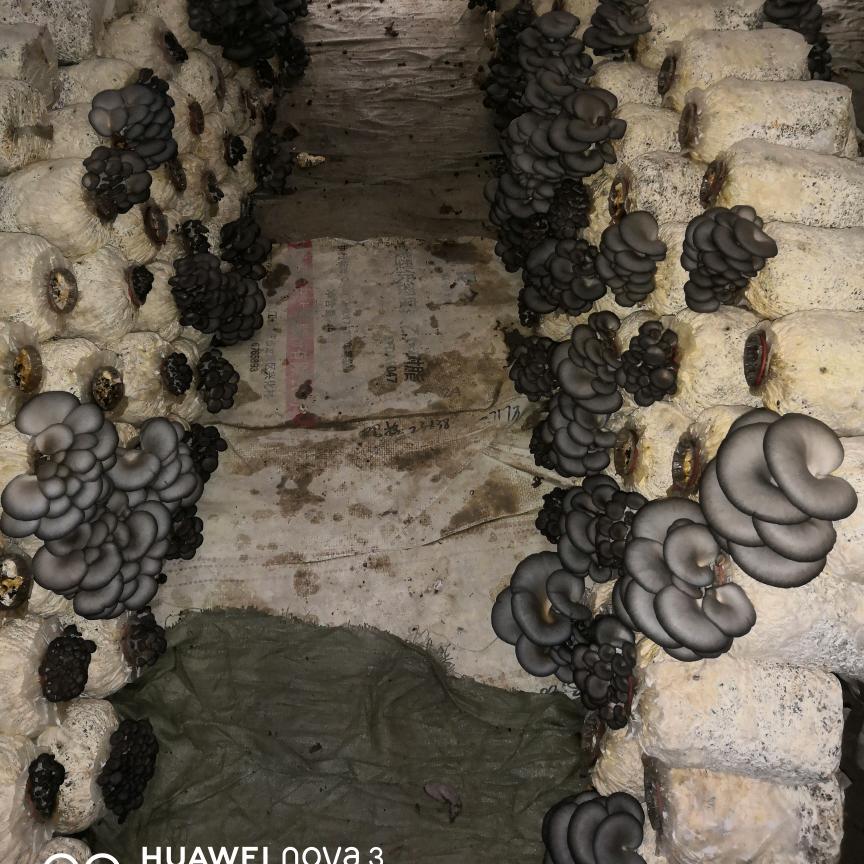 A贵州  平菇基地直销   刘青