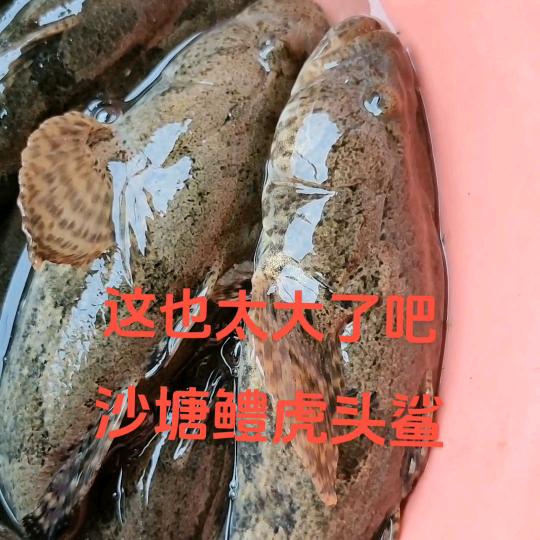 沙塘鳢虎头鲨孵化养殖基地
