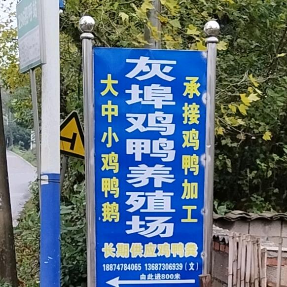 灰埠鸡鸭养殖场《雨敞坪店》
