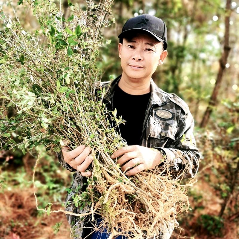 南岭采药人